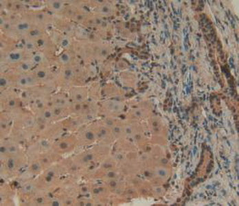 Annexin A4 (ANXA4) Polyclonal Antibody - image 5