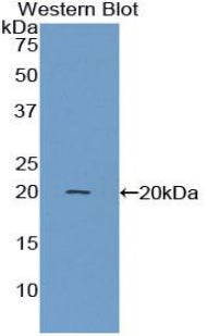 Annexin A4 (ANXA4) Polyclonal Antibody - image 3