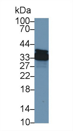 Western Blot; Sample: Recombinant protein.