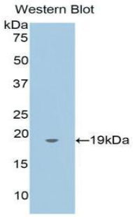Annexin A4 (ANXA4) Polyclonal Antibody - image 3
