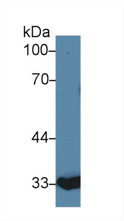 Western Blot; Sample: Recombinant protein.