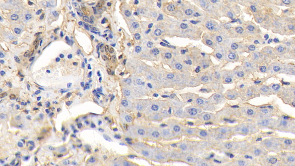 DAB staining on IHC-P; Samples: Bovine Kidney Tissue;  Primary Ab: 20μg/ml Rabbit Anti-Bovine ANXA4 Antibody Second Ab: 2µg/mL HRP-Linked Caprine Anti-Rabbit IgG Polyclonal Antibody