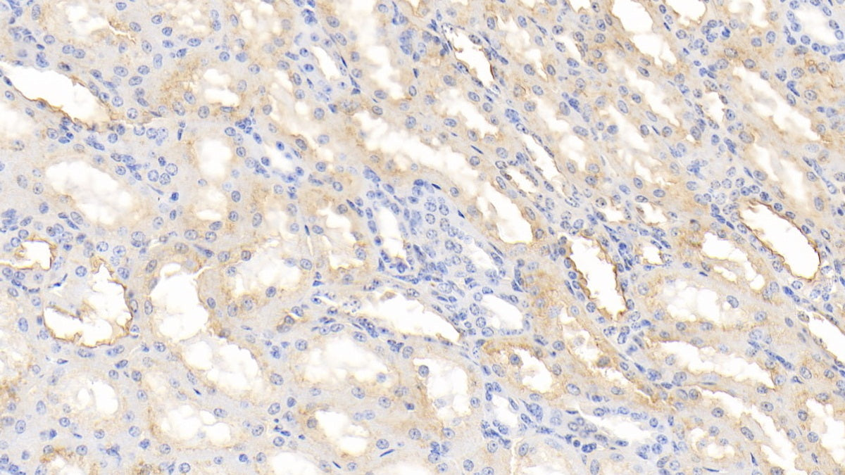Annexin A4 (ANXA4) Polyclonal Antibody - image 5