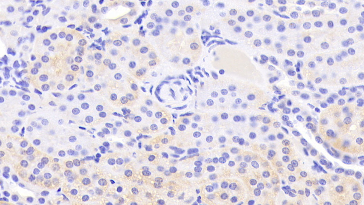 Annexin A9 (ANXA9) Polyclonal Antibody - image 5