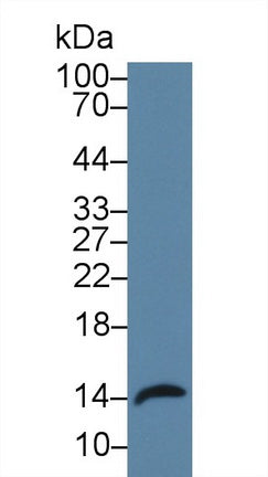 Western Blot; Sample: Recombinant protein.