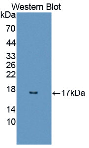 Used in DAB staining on fromalin fixed paraffin-embedded pancreas tissue