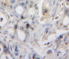 Regenerating Islet Derived Protein 3 Alpha (REG3a) Polyclonal Antibody - image 4