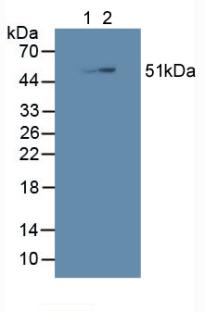 Knockout Varification: ; Lane 1: Wild-type HepG2 cell lysate; ; Lane 2: SHC3 knockout HepG2 cell lysate; ; Predicted MW: 64,51kd ; Observed MW: 51kd; Primary Ab: 3µg/ml Rabbit Anti-Human SHC3 Antibody; Second Ab: 0.2µg/mL HRP-Linked Caprine Anti-Rabbit IgG Polyclonal Antibody;