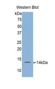 FK506 Binding Protein 1A (FKBP1A) Polyclonal Antibody - image 2