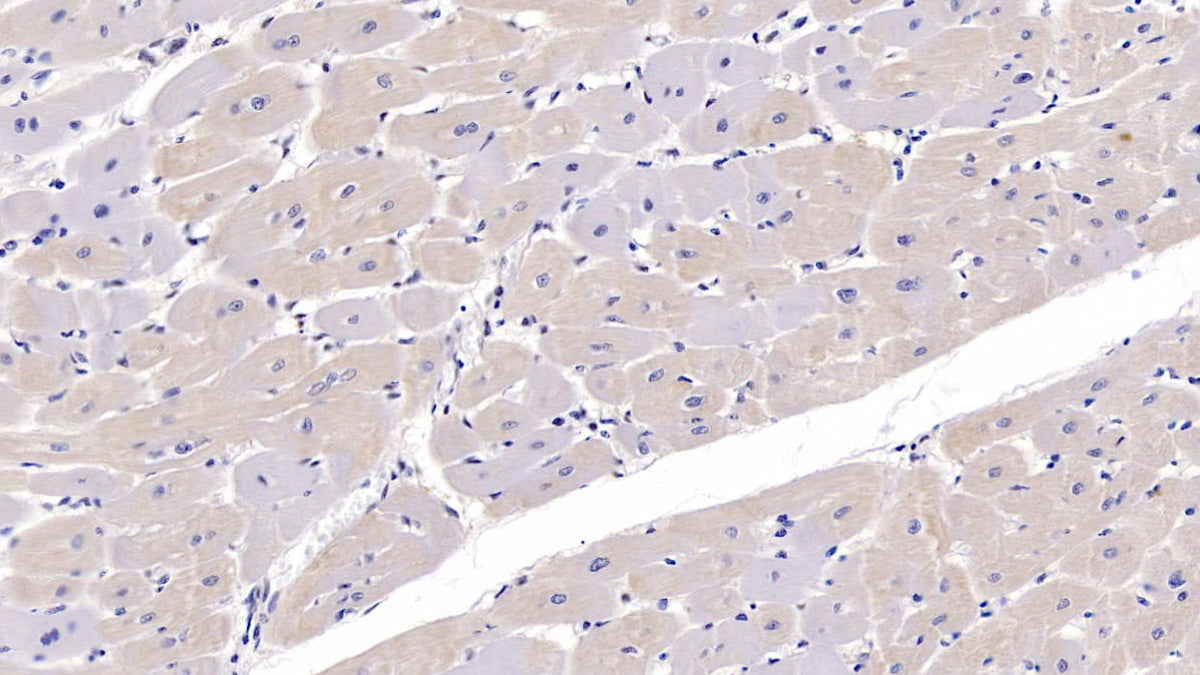 FK506 Binding Protein 1A (FKBP1A) Polyclonal Antibody - image 3