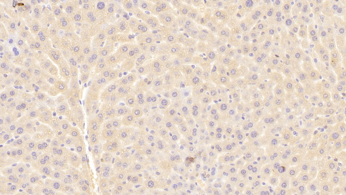 Alpha-1-B-Glycoprotein (a1BG) Polyclonal Antibody - image 4