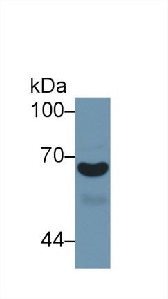 Western Blot; Sample: Recombinant protein.