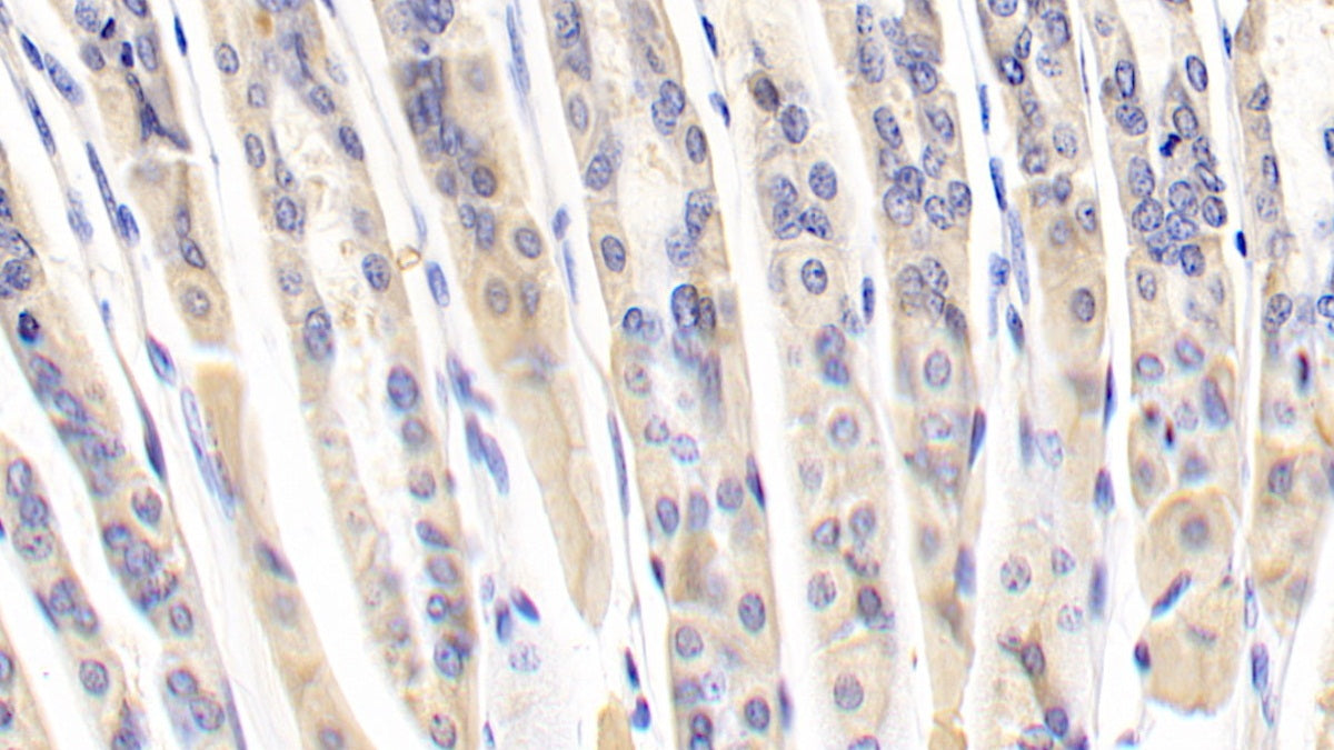 Alpha-1-B-Glycoprotein (a1BG) Polyclonal Antibody - image 5
