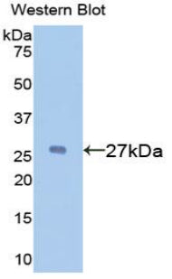 DAB staining on IHC-P; Samples: Mouse Testis Tissue; Primary Ab: 20μg/ml Rabbit Anti-Mouse a1BG Antibody Second Ab: 2µg/mL HRP-Linked Caprine Anti-Rabbit IgG Polyclonal Antibody