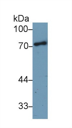 Western Blot; Sample: Recombinant protein.