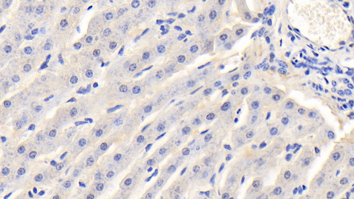 Alpha-1-B-Glycoprotein (a1BG) Polyclonal Antibody - image 5