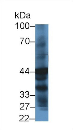 Western Blot; Sample: Recombinant protein.