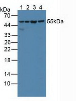Knockout Varification: ; Lane 1: Wild-type 293T cell lysate; ; Lane 2: SHMT2 knockout 293T cell lysate; ; Predicted MW: 54kd ; Observed MW: 55kd; Primary Ab: 1µg/ml Rabbit Anti-Human SHMT2 Antibody; Second Ab: 0.2µg/mL HRP-Linked Caprine Anti-Rabbit IgG Polyclonal Antibody;