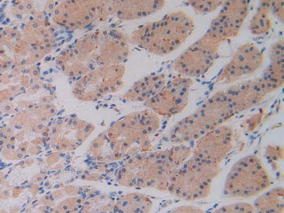 Serine Hydroxymethyltransferase 2, Mitochondrial (SHMT2) Polyclonal Antibody - image 5
