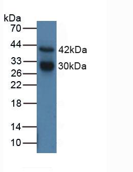 Western Blot; Sample: Recombinant CTSG, Human.