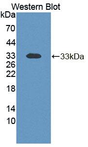 Western Blot; Sample: Lane1: Human Hela cell lysate; Lane2: Human K562 cell lysate; Primary Ab: 1µg/mL Rabbit Anti-Human TCEA1 Antibody; Second Ab: 0.2µg/mL HRP-Linked Caprine Anti-Rabbit IgG Polyclonal Antibody;