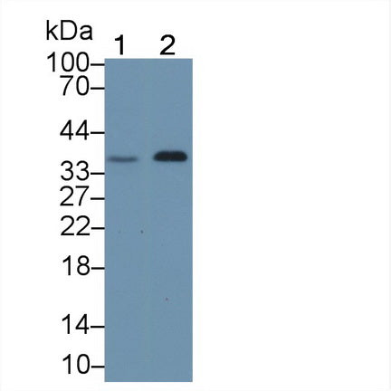 Used in DAB staining on fromalin fixed paraffin- embedded kidney tissue