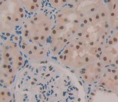 Transcription Elongation Factor A1 (TCEA1) Polyclonal Antibody - image 4