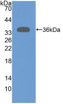 5'-Nucleotidase, Cytosolic III (NT5C3) Polyclonal Antibody - image 2