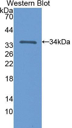 5'-Nucleotidase, Cytosolic III (NT5C3) Polyclonal Antibody - image 2