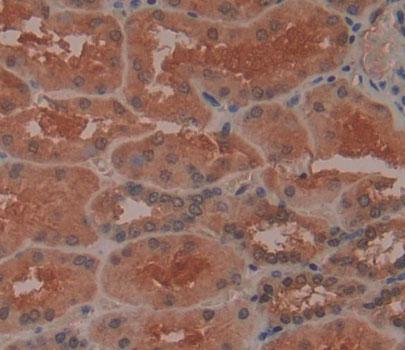 3',5'-Bisphosphate Nucleotidase 1 (BPNT1) Polyclonal Antibody - image 3