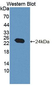 5'-Nucleotidase, Mitochondrial (NT5M) Polyclonal Antibody - image 2