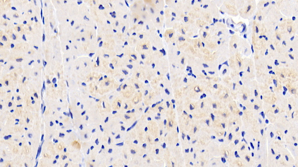 5'-Nucleotidase, Mitochondrial (NT5M) Polyclonal Antibody - image 5