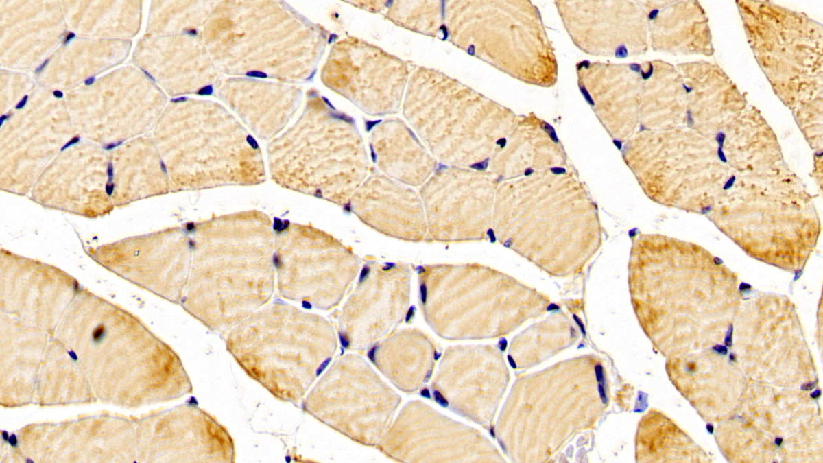 5',3'-Nucleotidase, Cytosolic (NT5C) Polyclonal Antibody - image 4