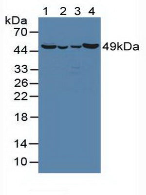 Western Blot; Sample: Recombinant OAT, Human.