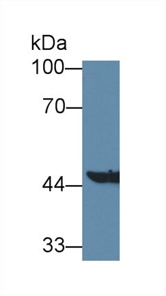 Western Blot; Sample: Recombinant protein.