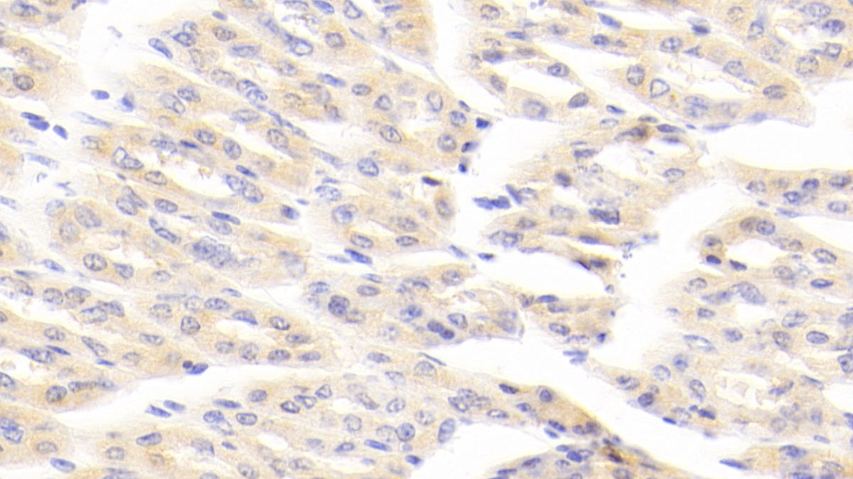 Aminoadipate Aminotransferase (AADAT) Polyclonal Antibody - image 5