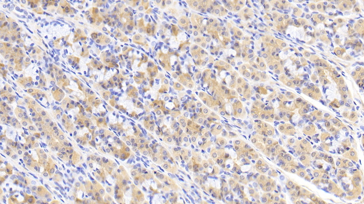 Aminoadipate Aminotransferase (AADAT) Polyclonal Antibody - image 4
