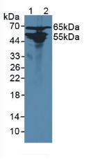 Western Blot; Sample: Recombinant AGXT2, Rat.