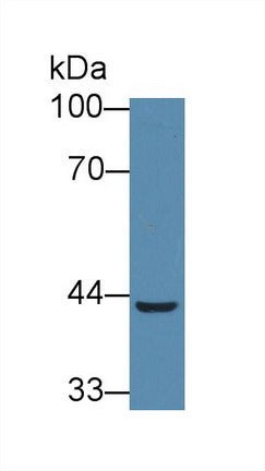 Western Blot; Sample: Recombinant protein.