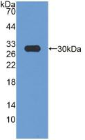 3-Hydroxy-3-Methylglutaryl Coenzyme A Reductase (HMGCR) Polyclonal Antibody - image 2