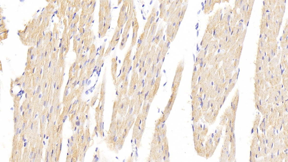 DABstainingonIHC-P.Samples:RatTissue)