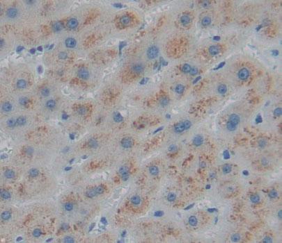 3-Hydroxymethyl-3-Methylglutaryl Coenzyme A Lyase (HMGCL) Polyclonal Antibody - image 4