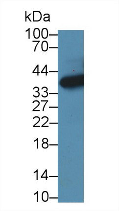 Western Blot; Sample: Recombinant protein.