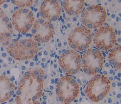 3-Hydroxyisobutyryl Coenzyme A Hydrolase (HIBCH) Polyclonal Antibody - image 4