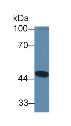 Western Blot; Sample: Recombinant protein.