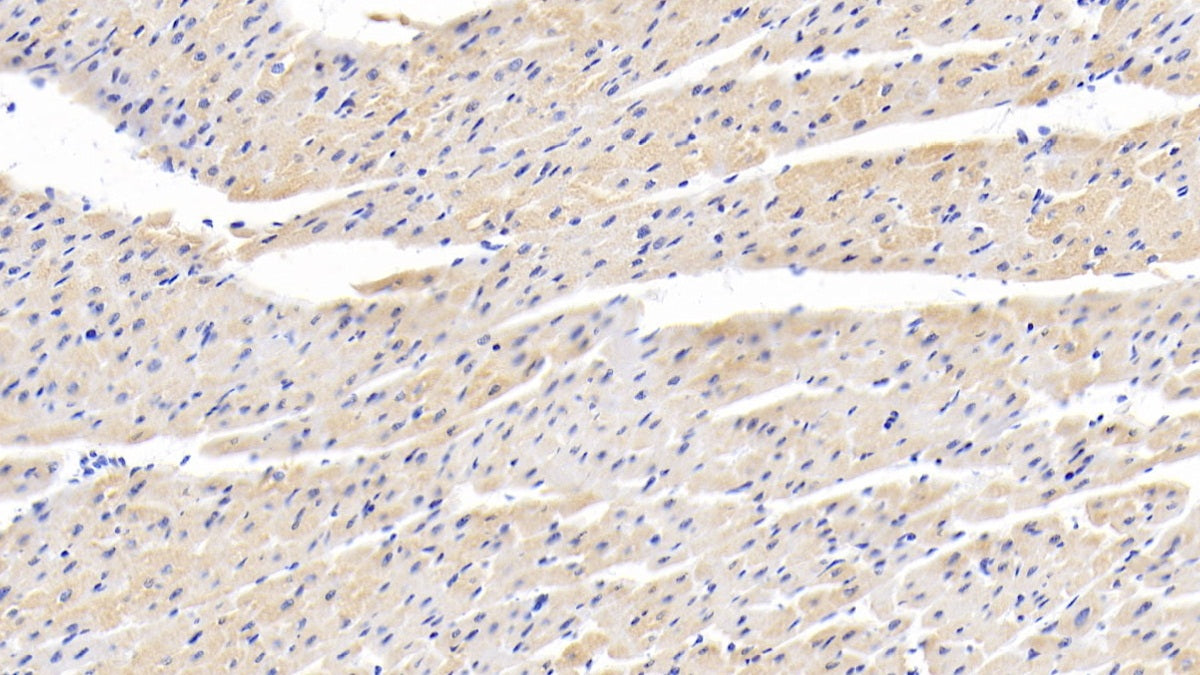Acyl Coenzyme A Dehydrogenase, C2-To-C3 Short Chain (ACADS) Polyclonal Antibody - image 5