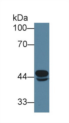 Western Blot; Sample: Recombinant protein.