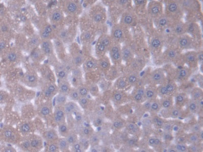 DAB staining on IHC-P; Samples: Mouse Liver Tissue