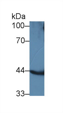 Western Blot; Sample: Recombinant protein.