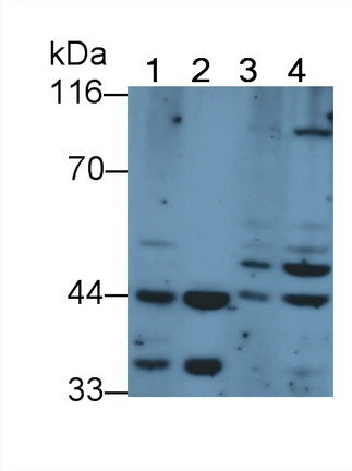 DAB staining on IHC-P; Samples: Mouse Spleen Tissue; Primary Ab: 10µg/ml Rabbit Anti-Mouse MAP2K2 Antibody Second Ab: 2µg/mL HRP-Linked Caprine Anti-Rabbit IgG Polyclonal Antibody